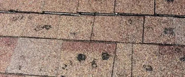 storm damage, hail bruising of asphalt shingles